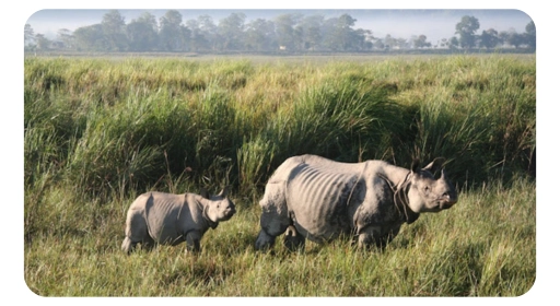 Awesome Assam & Kaziranga tour package from Guwahati